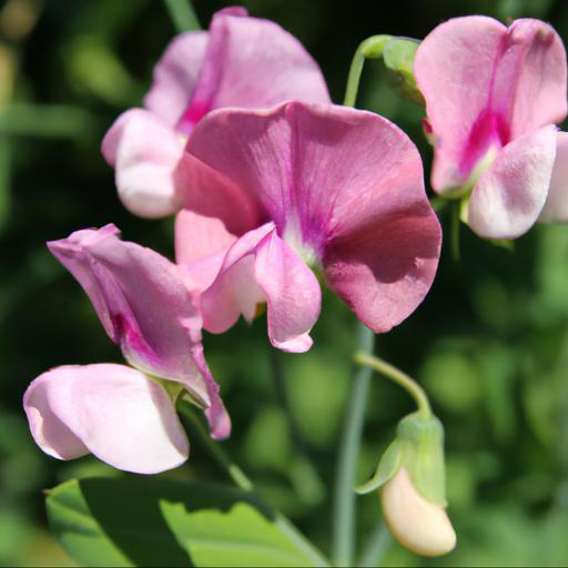 Benefits of growing lathyrus odoratus geranium pink