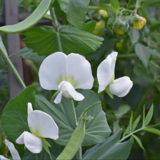 Benefits of growing lathyrus odoratus white supreme