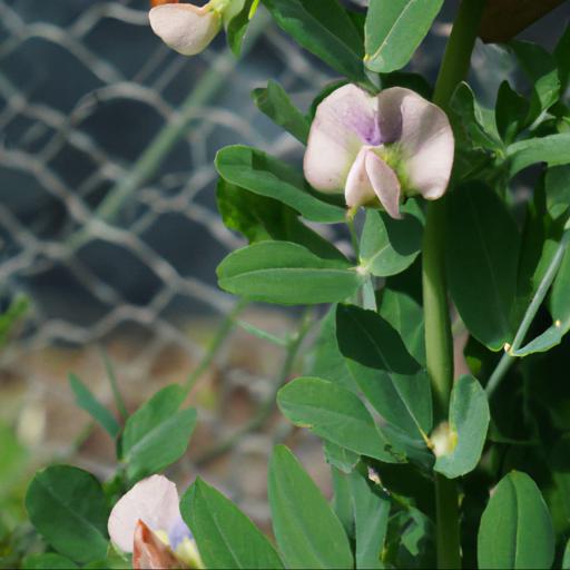 Benefits of growing lathyrus rotundifolius