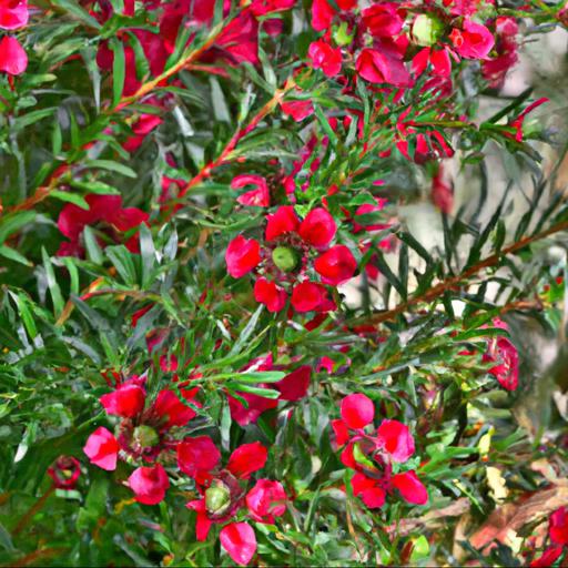 Benefits of growing leptospermum scoparium red damask