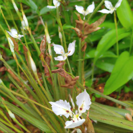 Benefits of growing libertia grandiflora