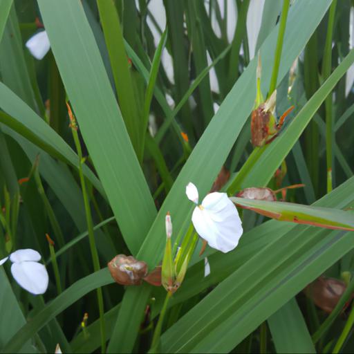 Benefits of growing libertia grandiflora