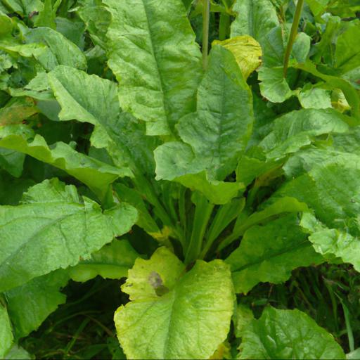 Benefits of growing ligularia the rocket