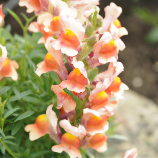 Benefits of growing linaria peachy