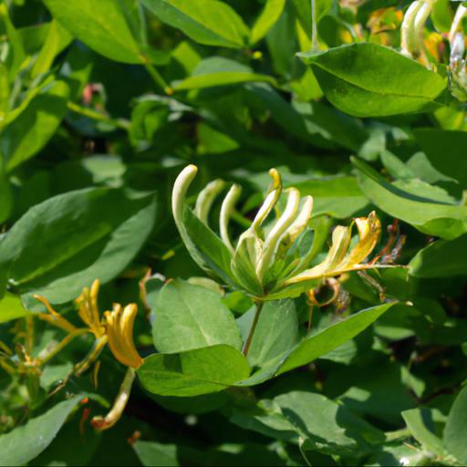 Benefits of growing lonicera periclymenum