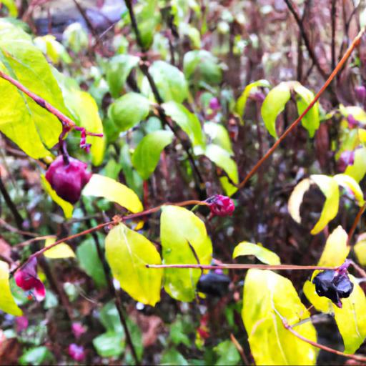 Benefits of growing lonicera x purpusii winter beauty