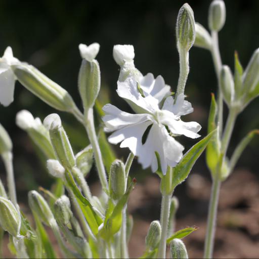 Benefits of growing lychnis coronaria alba