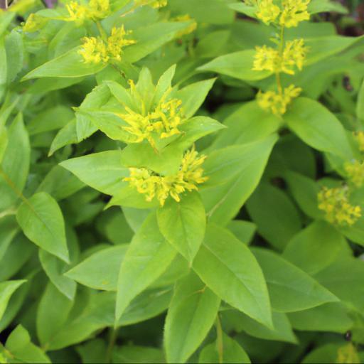 Benefits of growing lysimachia ephemerum