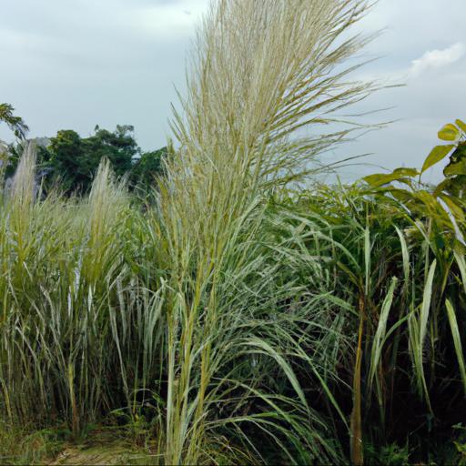 Benefits of growing miscanthus nepalensis