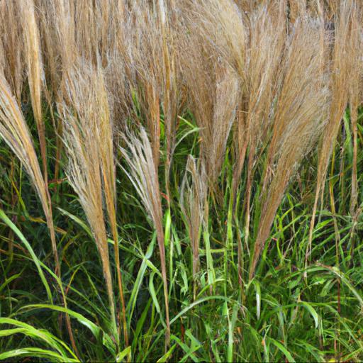 Benefits of growing miscanthus sinensis strictus