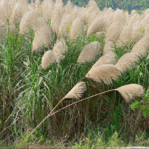 Benefits of growing miscanthus sinensis zebrinus