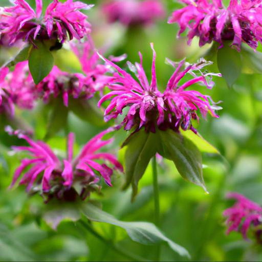 Benefits of growing monarda didyma in your garden