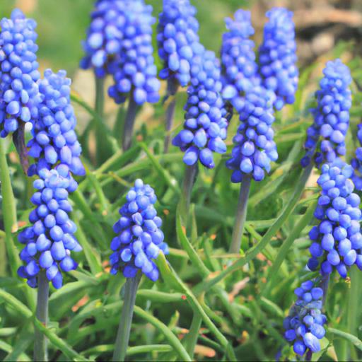 Benefits of growing muscari armeniacum