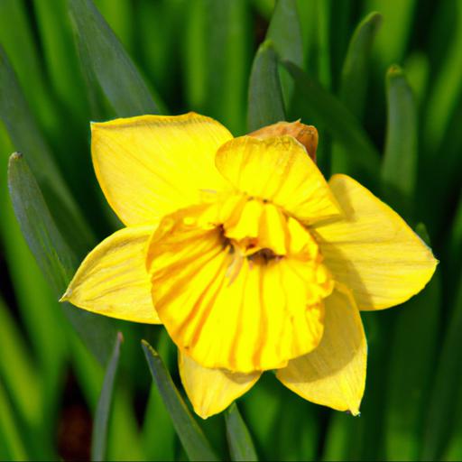 Benefits of growing narcissus jonquilla sun disc