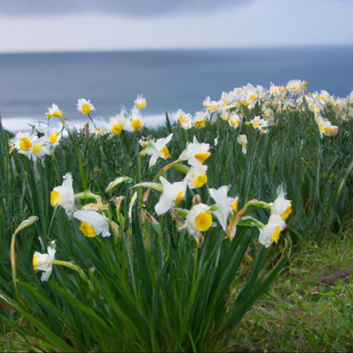 Benefits of growing narcissus pacific coast