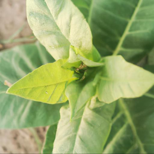 Benefits of growing nicotiana alata lime green