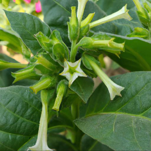 Benefits of growing nicotiana alata tinkerbell