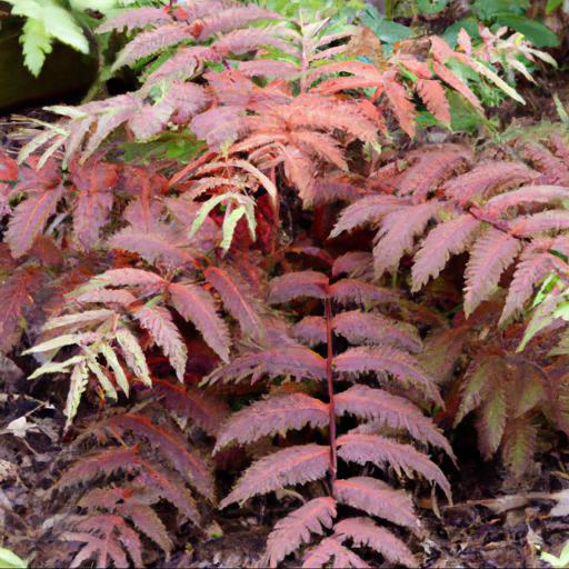 Benefits of growing osmunda regalis purpurascens