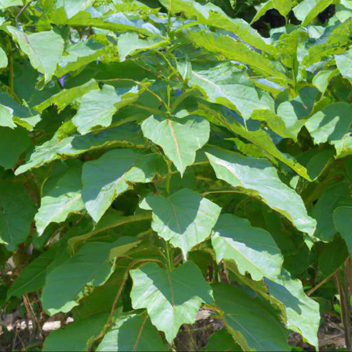 Benefits of growing paulownia tomentosa