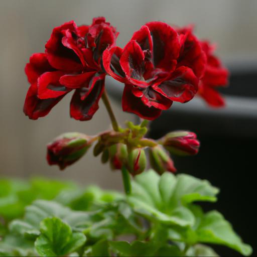 Benefits of growing pelargonium calliope dark red