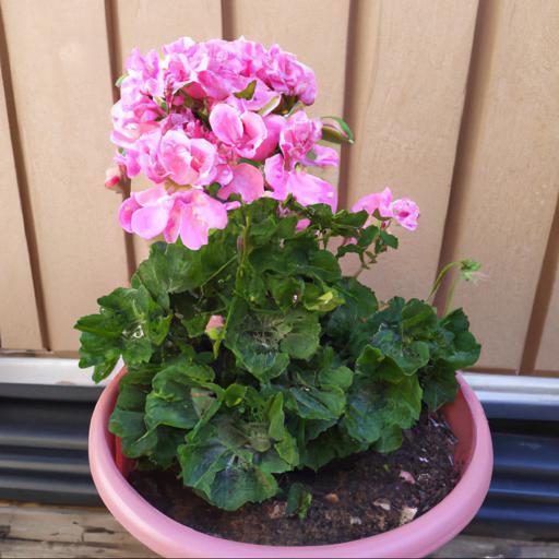 Benefits of growing pelargonium cottenham wonder