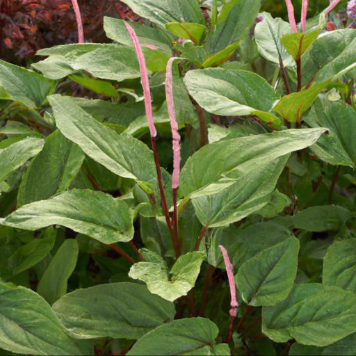 Benefits of growing persicaria bistorta superba