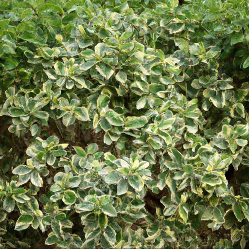 Benefits of growing rhamnus alaternus argenteovariegata