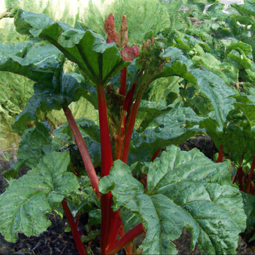 Benefits of growing rheum x hybridum cawood delight