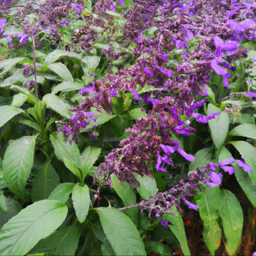 Benefits of growing salvia leucantha purple velvet