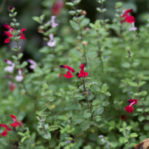 Benefits of growing salvia microphylla var