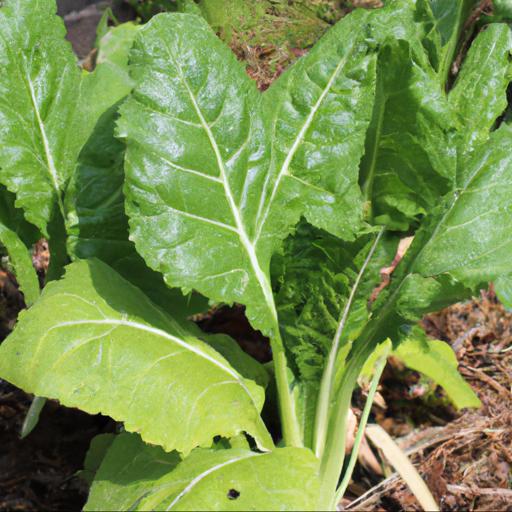 Benefits of growing winter vegetables