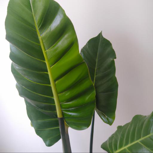 Benefits of having house plants with large leaves