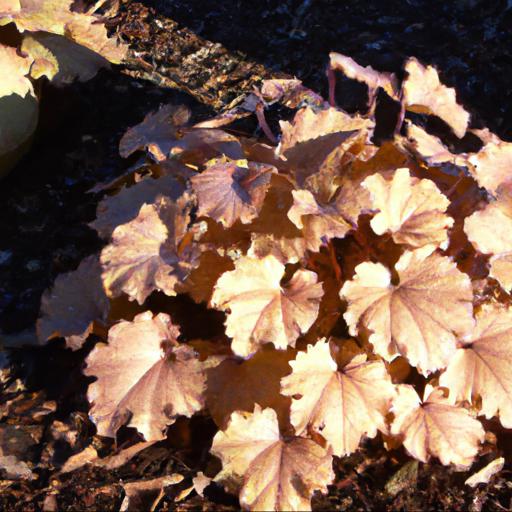 Benefits of heuchera peach crisp