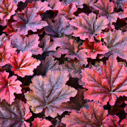 Benefits of heuchera sashay: how does it improve your garden