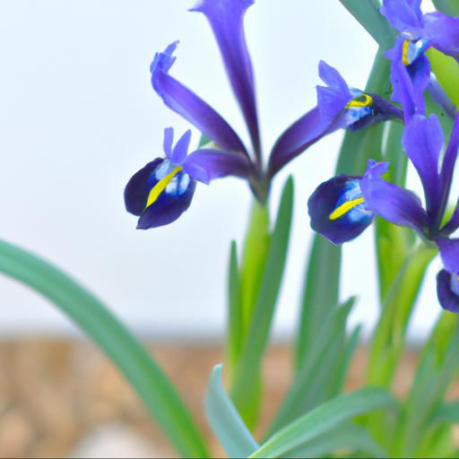 Benefits of iris reticulata