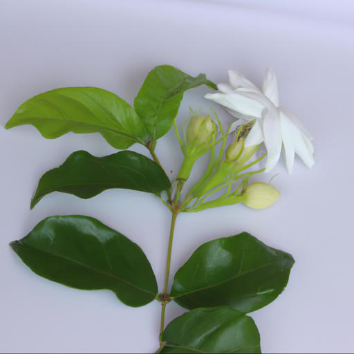 Benefits of jasminum azoricum