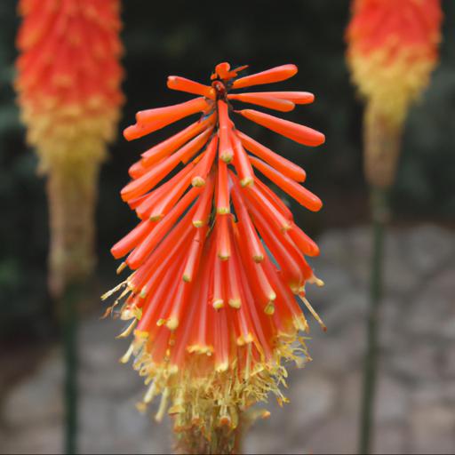 Benefits of kniphofia nancy's red