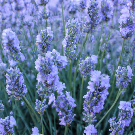 Benefits of lavandula angustifolia blue ice