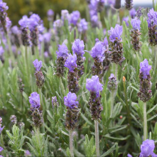 Benefits of lavandula angustifolia lady ann