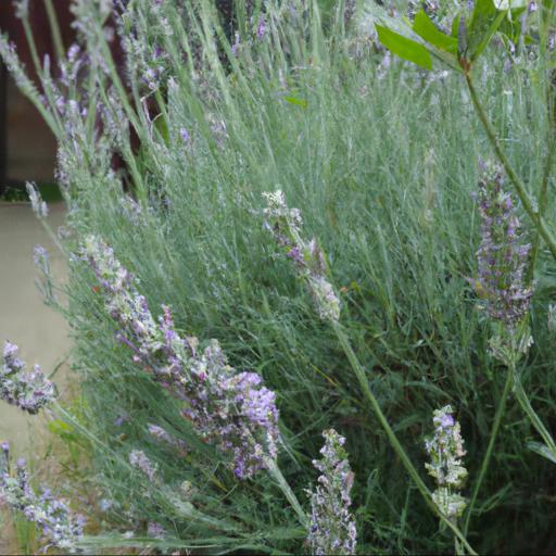 Benefits of lavandula angustifolia nana alba