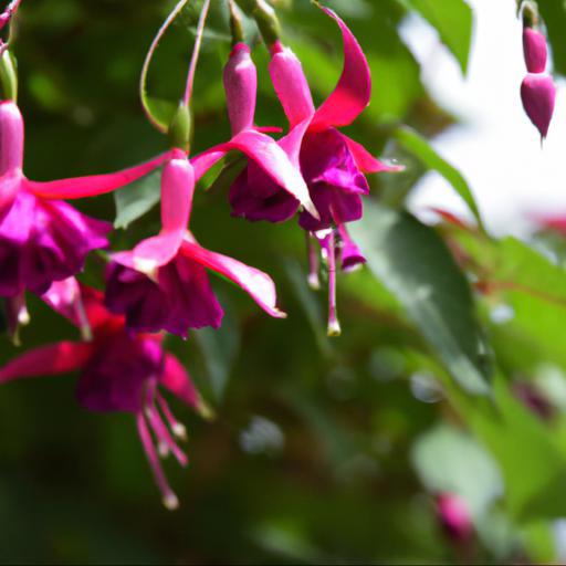 Benefits of learning the fuchsia tennessee waltz