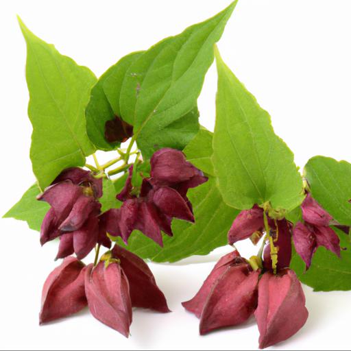 Benefits of leycesteria formosa