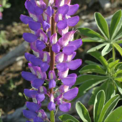 Benefits of lupinus arboreus