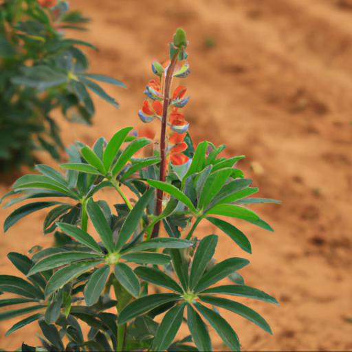 Benefits of lupinus terracotta