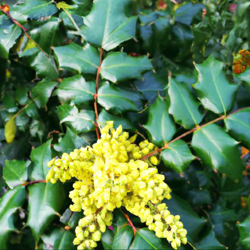 Benefits of mahonia x media