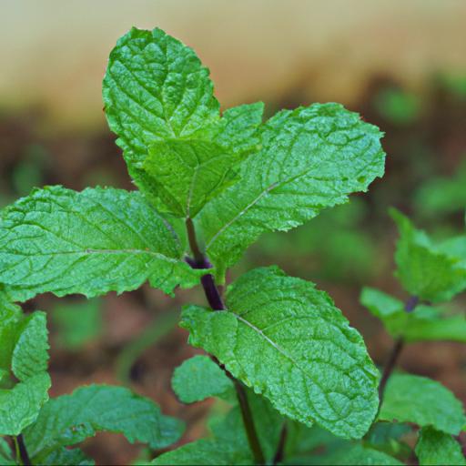 Benefits of mentha spicata subsp