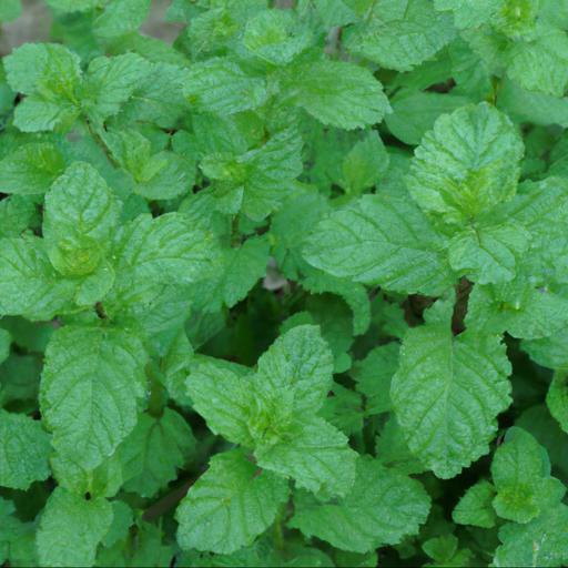 Benefits of mentha x piperita f