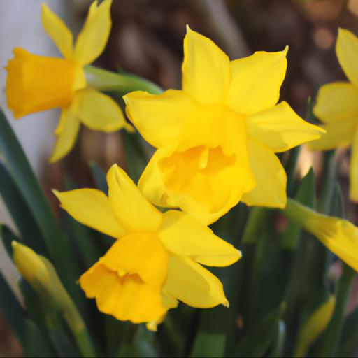 Benefits of narcissus february gold