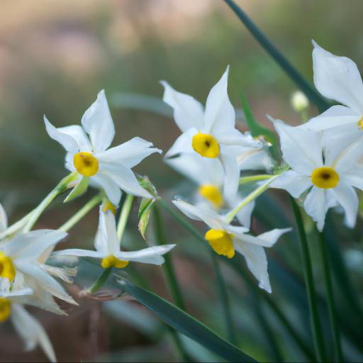 Benefits of narcissus obvallaris