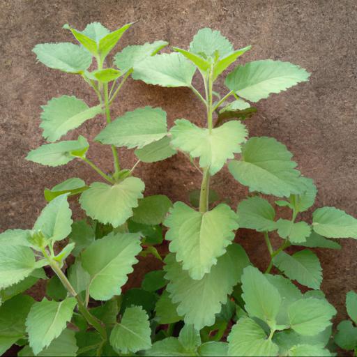 Benefits of nepeta six hills giant